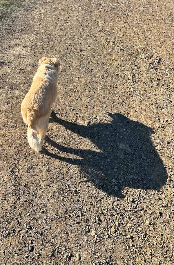 My Everyday Life Week 44 of 2025- Tracy Benjamin of Shutterbean.com