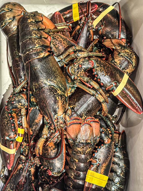 My Everyday Life Week 02 of 2026- Tracy Benjamin of Shutterbean.com