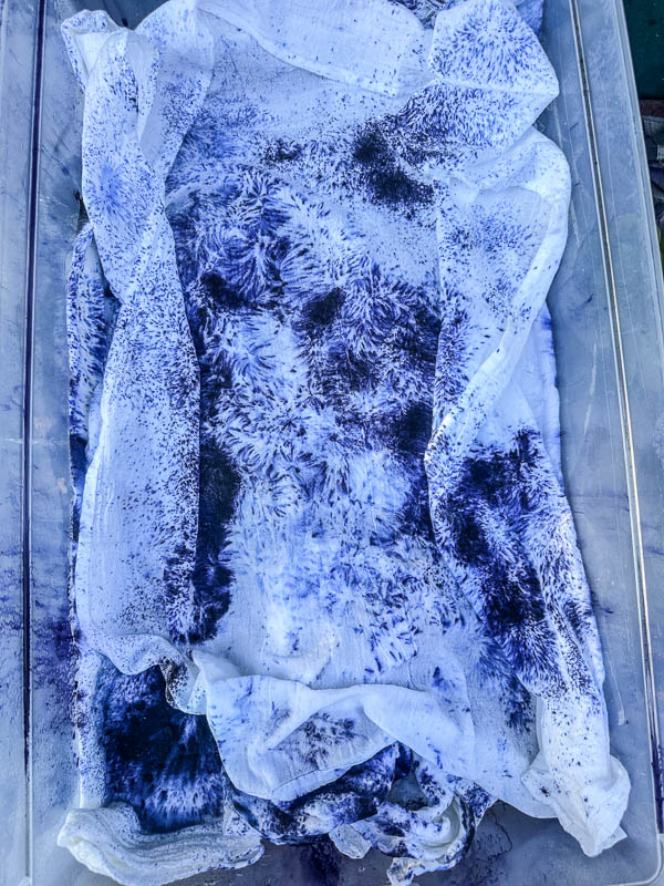 My Everyday Life Week 6 of 2026- Tracy Benjamin of Shutterbean.com