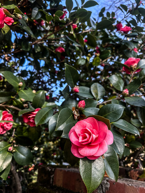 My Everyday Life Week 6 of 2026- Tracy Benjamin of Shutterbean.com