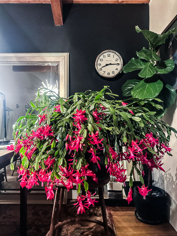 My Everyday Life Week 6 of 2026- Tracy Benjamin of Shutterbean.com